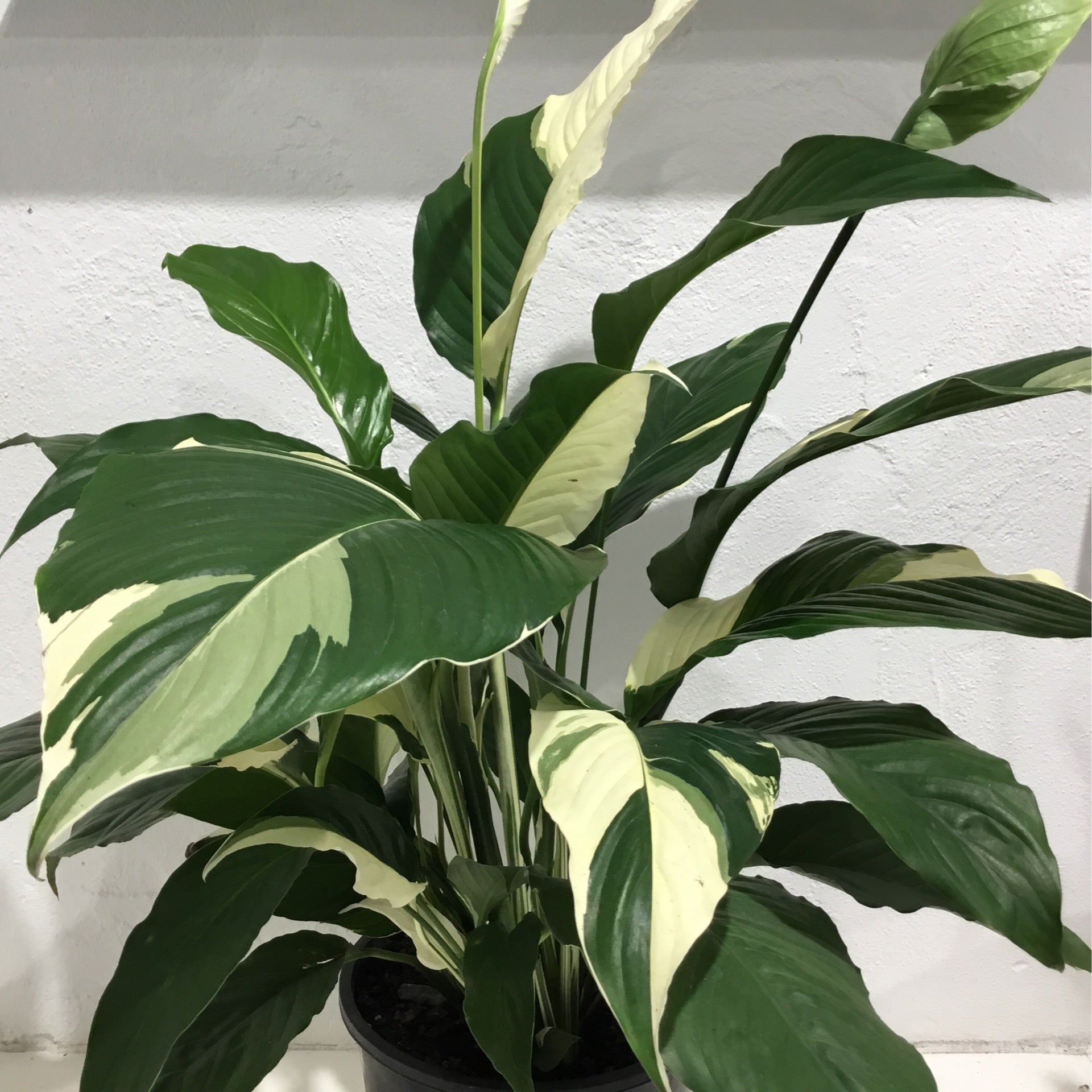 picasso peace lily Spathiphyllum ‘Picasso’