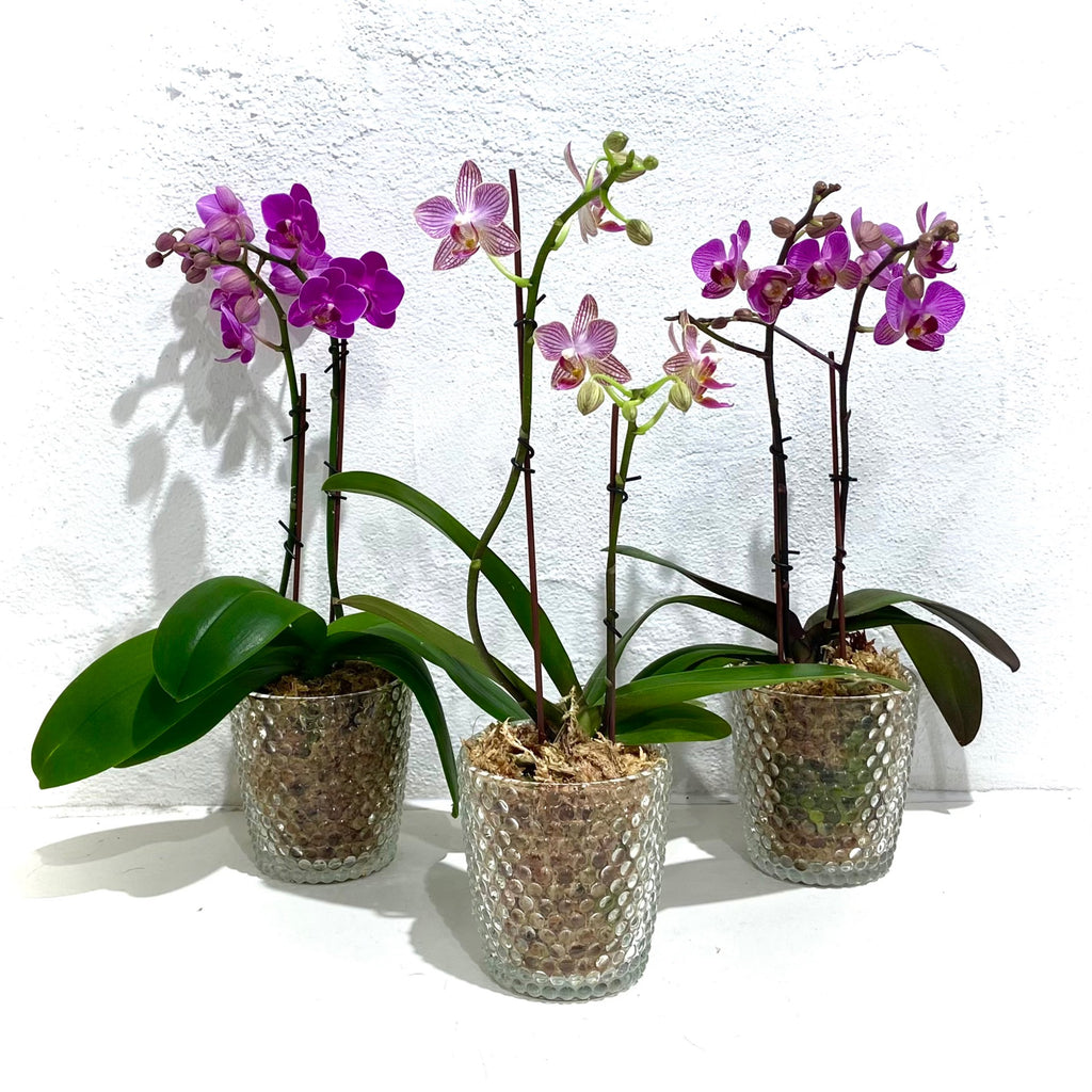 Orchid phalaenopsis - Double stem (Glass pot - small)