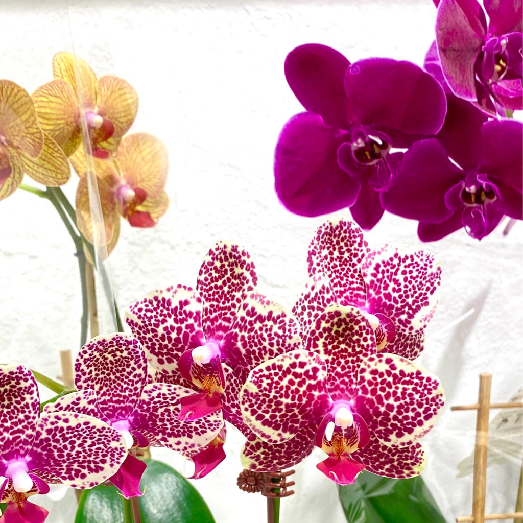 Orchid - Phalaenopsis (without ceramic pot)