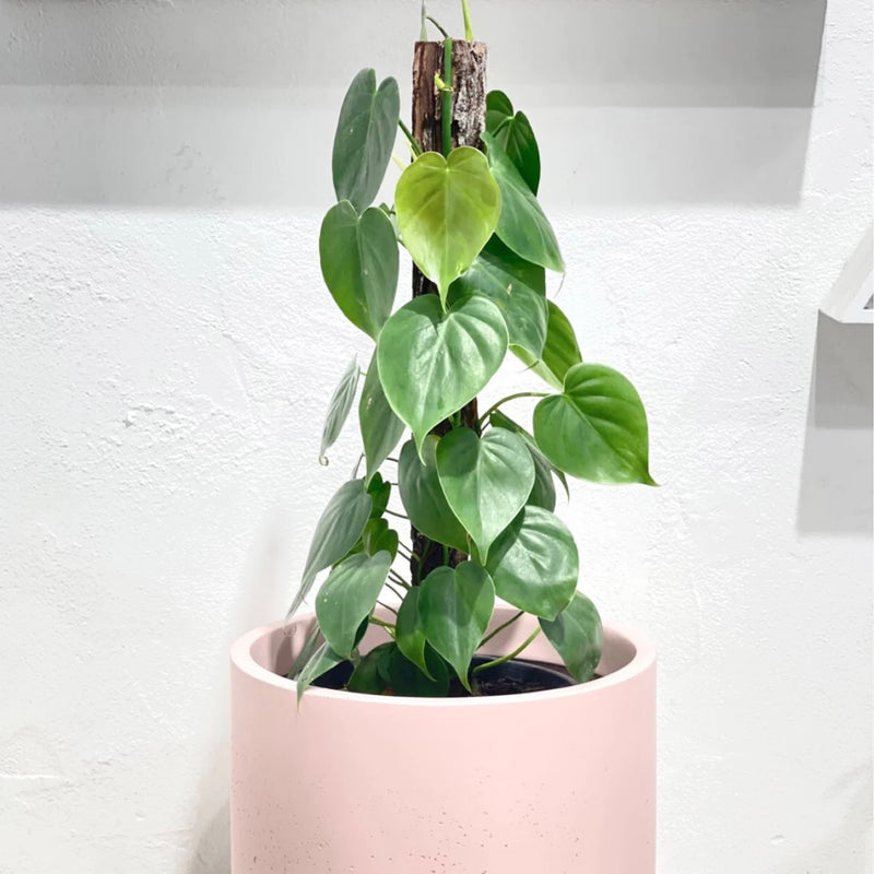 heartleaf philodendron totem pole Philodendron cordatum totem – Green Folk Botany Shop