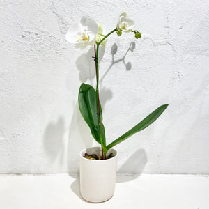 Orchid phalaenopsis - (Matt white pot, smooth finish)