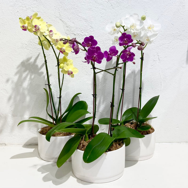 Orchid phalaenopsis - Double planted (low white pot)