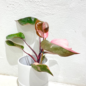 Philodendron ‘Pink Princess’ - 100mm