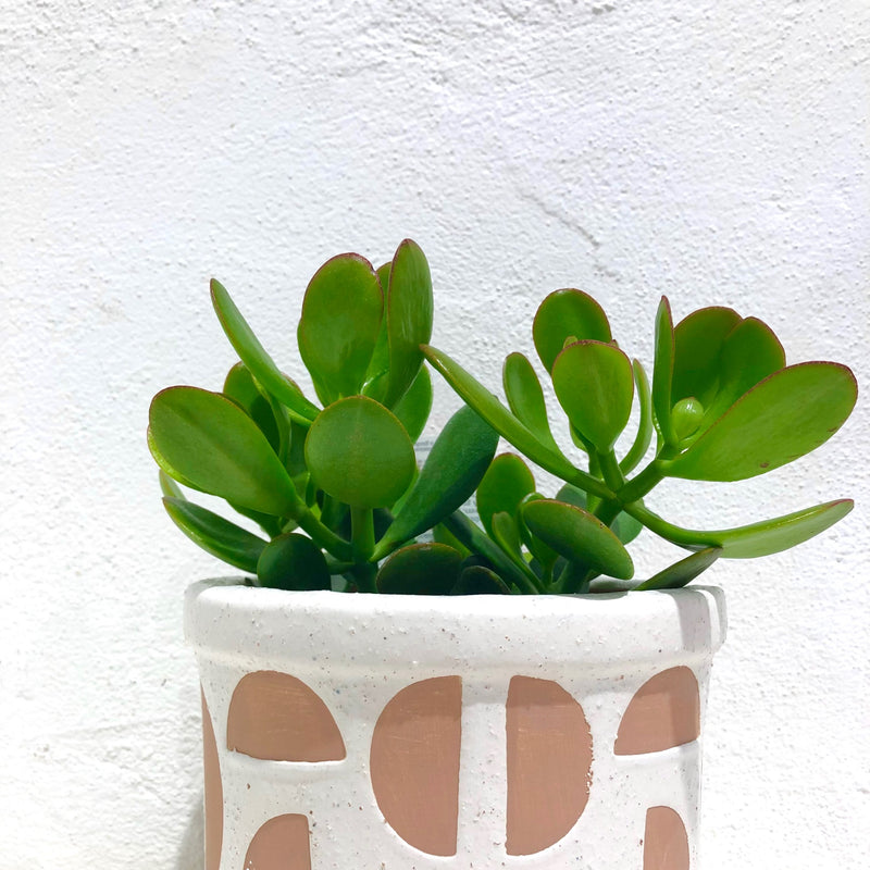 Crassula ovata - Jade