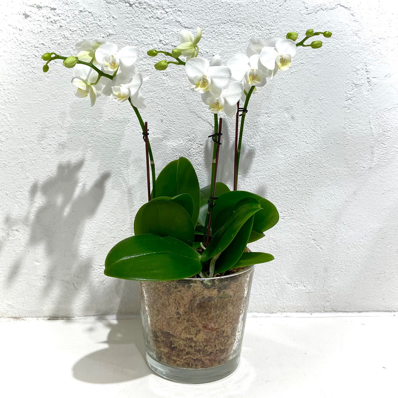 Orchid phalaenopsis - Triple planted (Glass pot - lge)