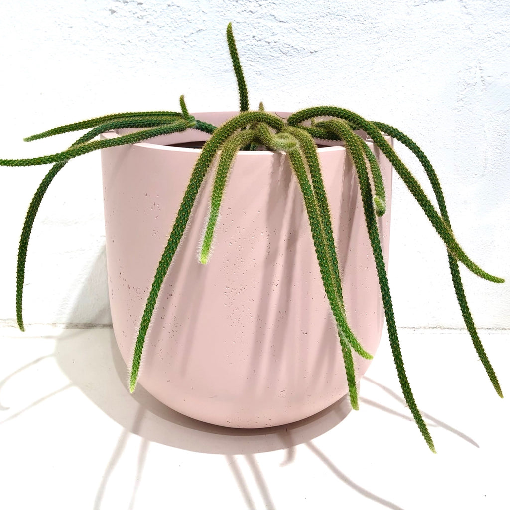 Aporocactus flagelliformi - hanging cactus - 200H