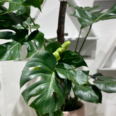 Monstera tauerii – Green Folk Botany Shop