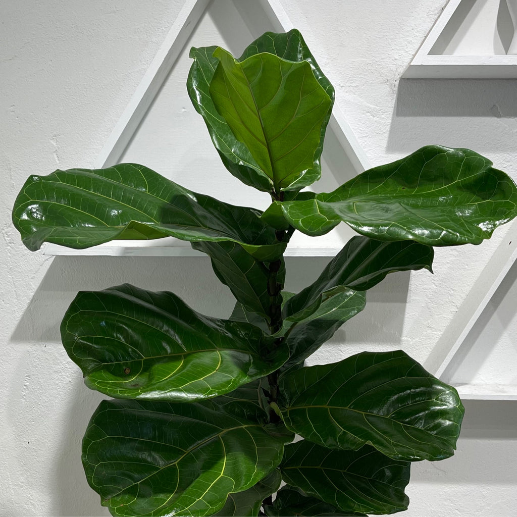 Ficus Lyrata - “Fiddle-leaf Fig”