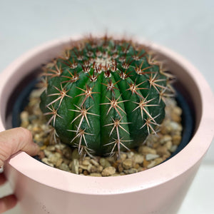 Melocactus salvadoriensis - 200mm pot