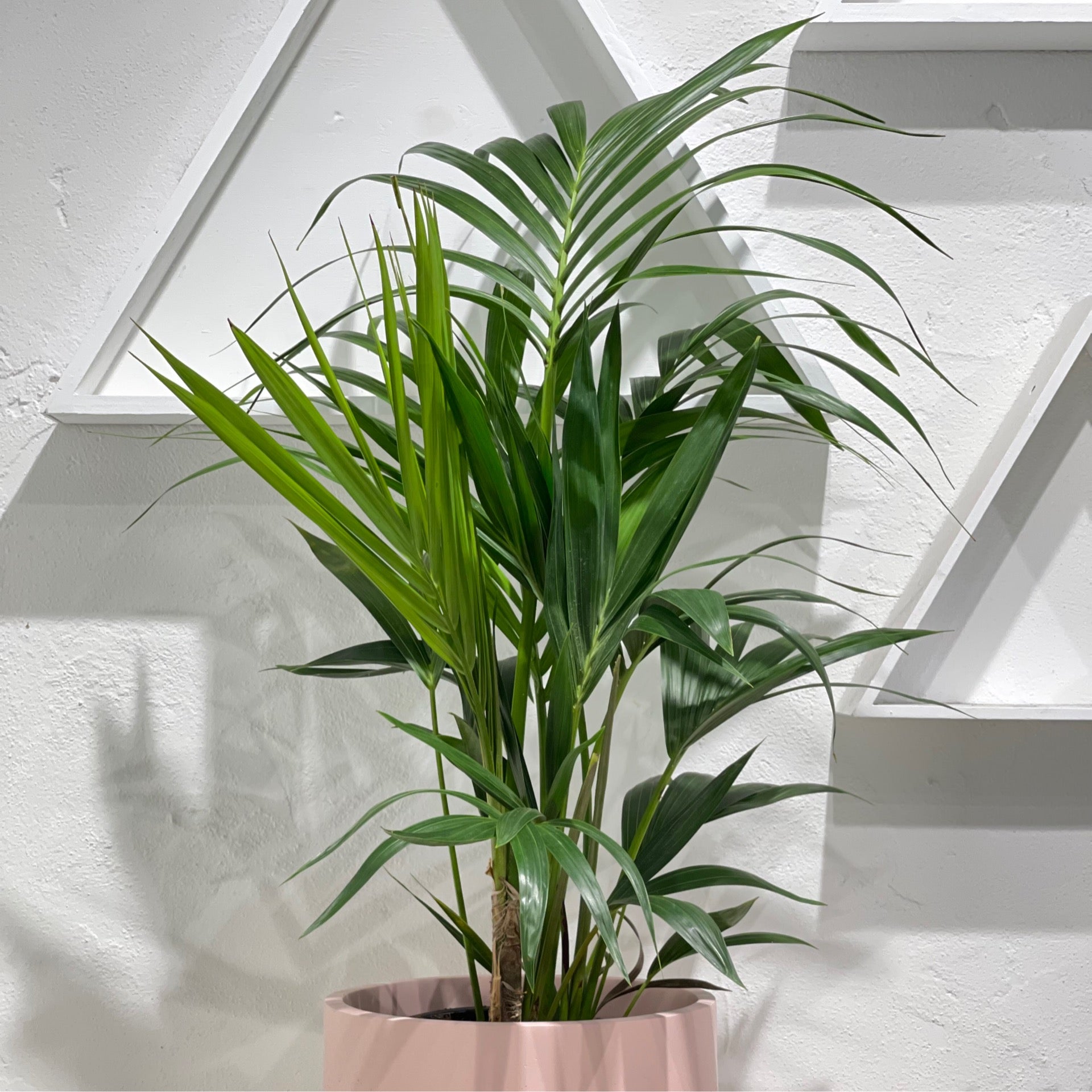 Howea forsteriana ‘Kentia Palm’ – Green Folk Botany Shop