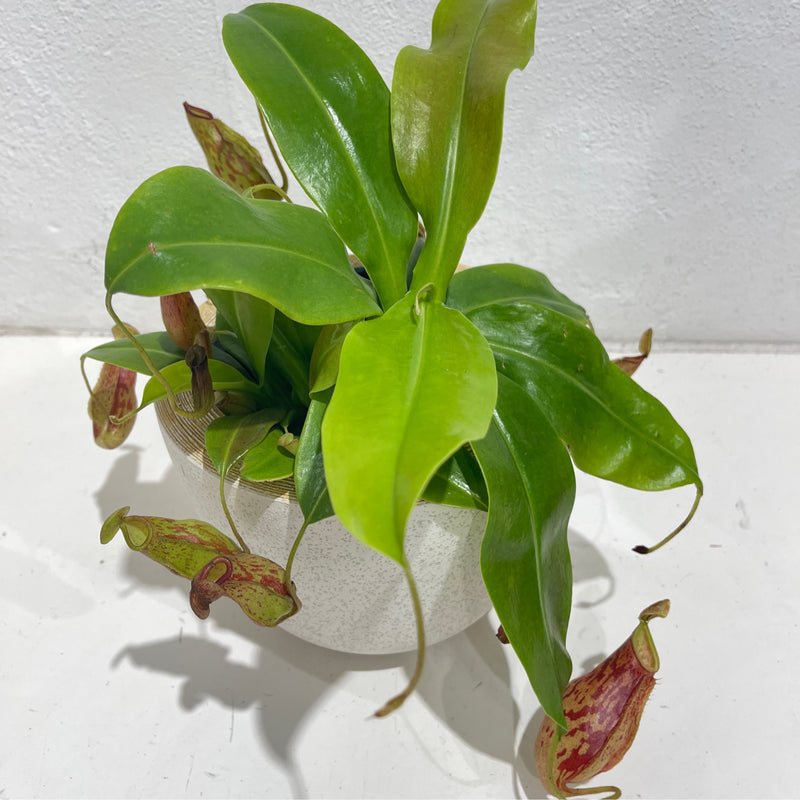 Nepenthes ‘Carnivorous plant’
