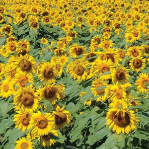 Flower Seeds - Sunflower ‘Giant Yellow’